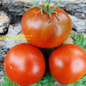 семена томатов
