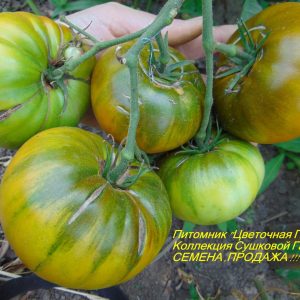 семена томатов