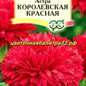 Астра Королевская красная