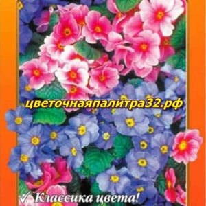 Примула Ромео и Джульета