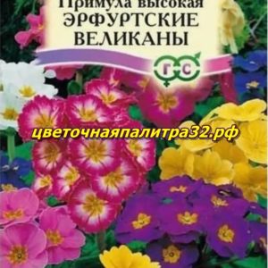 Примула Эрфуртские великаны высокая