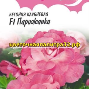 Бегония Парижанка F1 4шт