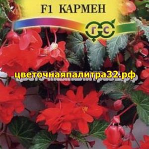 Бегония Кармен 5шт ампельная гран (Гавриш)